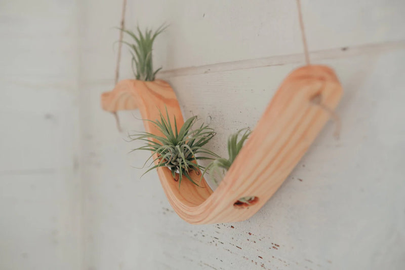 Small Wave Air Plant Hanger